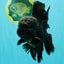 GODZILLA AAA Grade Black Lava Oranda Male 6.5-7 inches #092526OR_02
