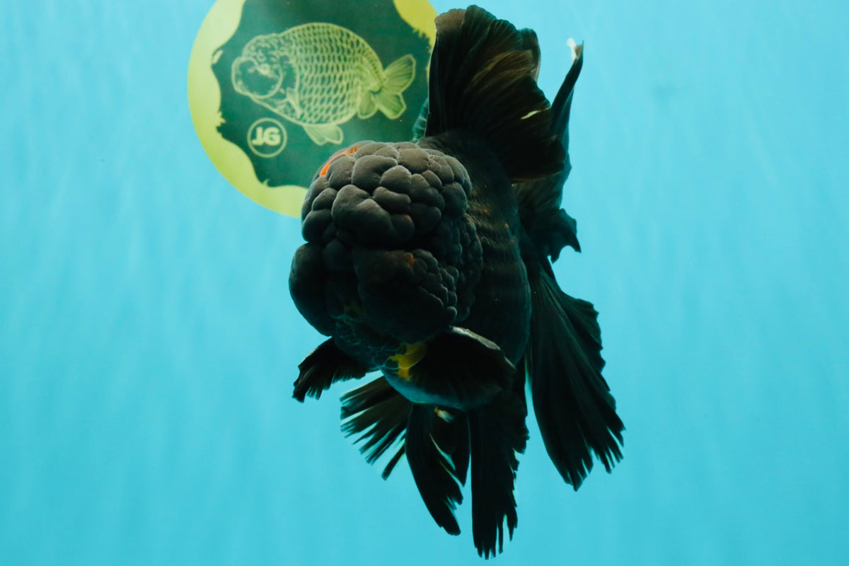 GODZILLA AAA Grade Black Lava Oranda Male 6.5-7 inches #092526OR_02