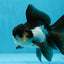 A Grade Young Panda Button Eyes Oranda Male 4.5-5 inches #061325_03