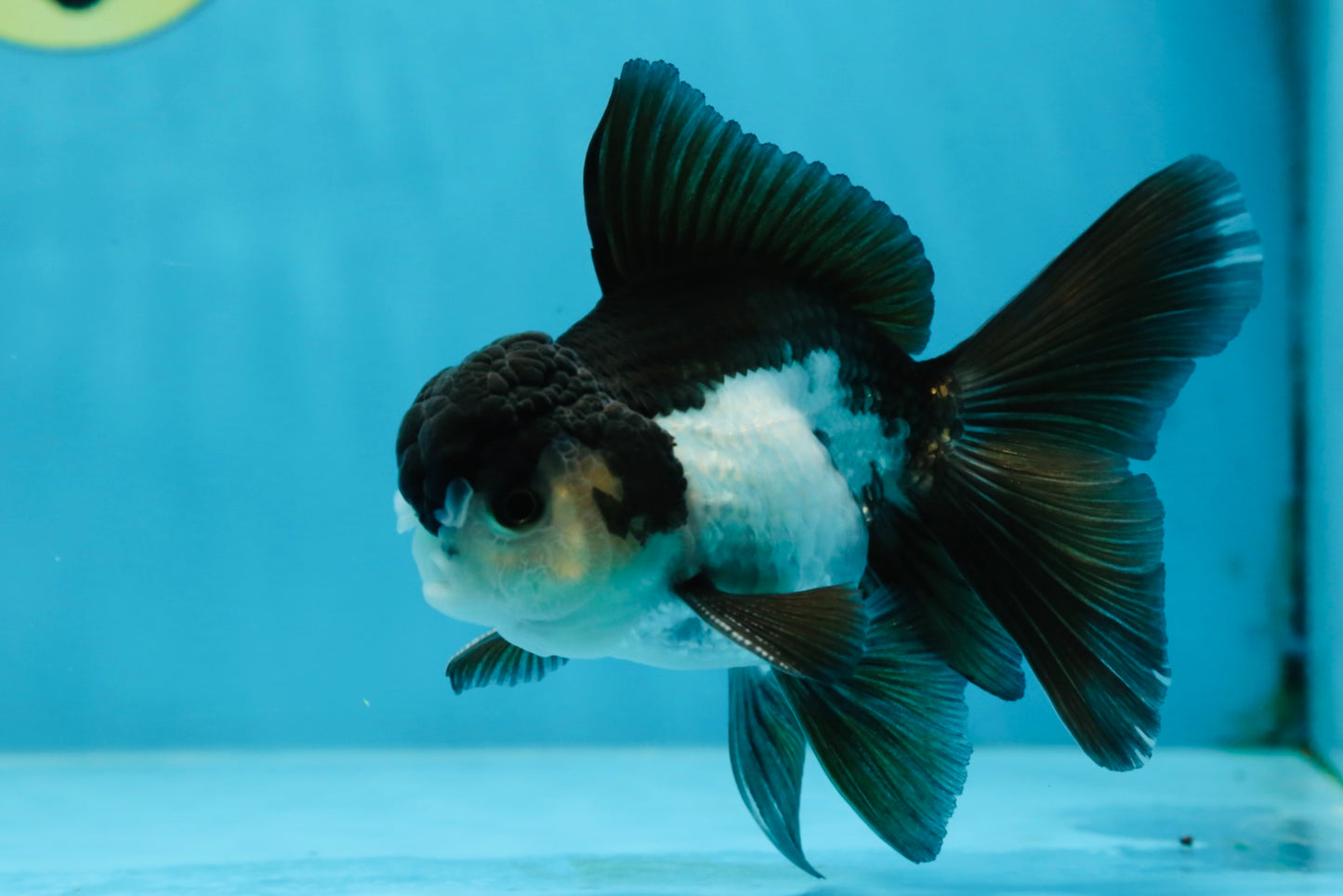 A Grade Young Panda Button Eyes Oranda Male 4.5-5 inches #061325_03