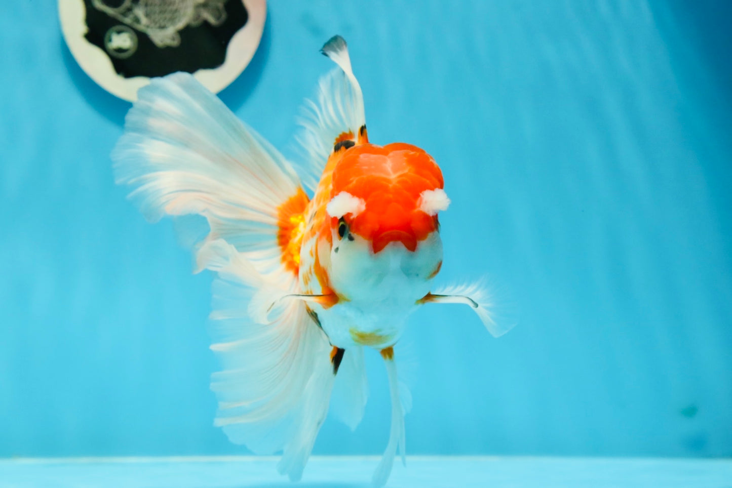 RARE A Grade Pompoms Red White Butterfly Jumbo Oranda Male 6 inches #1103OR_25