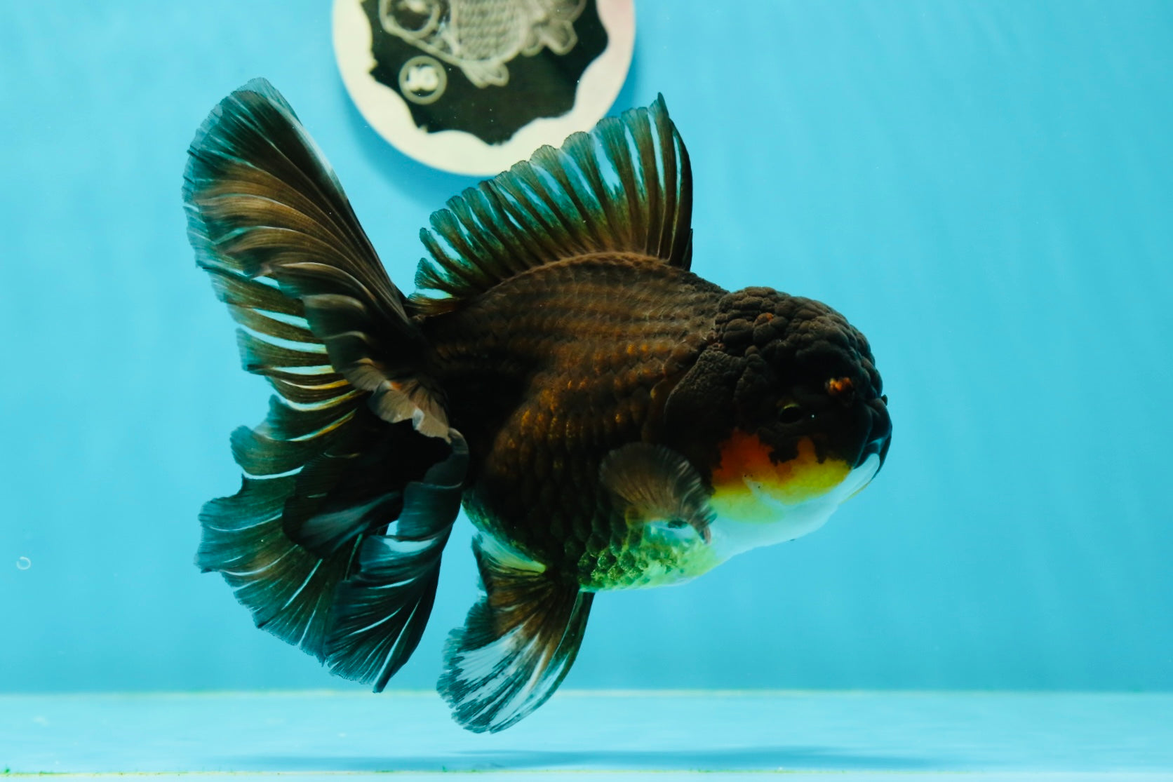AAA Grade Black Gold Oranda Male 5.5 inches #0405OR_02 – Jimmy Goldfish