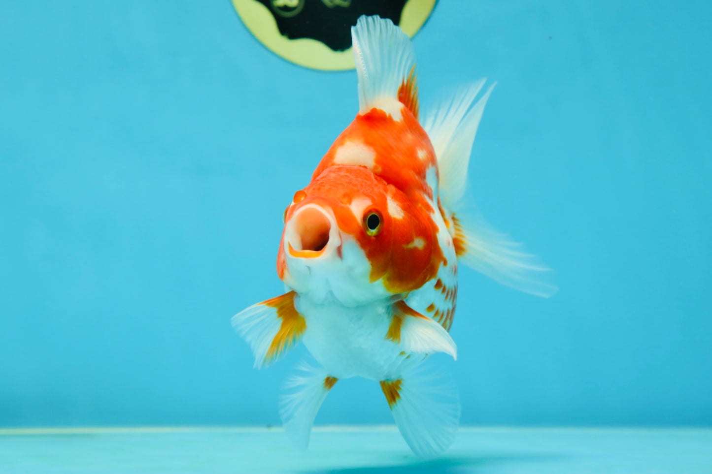 A GRADE Polkadot Red White Ryukin Female 5 inches #050925RK_19