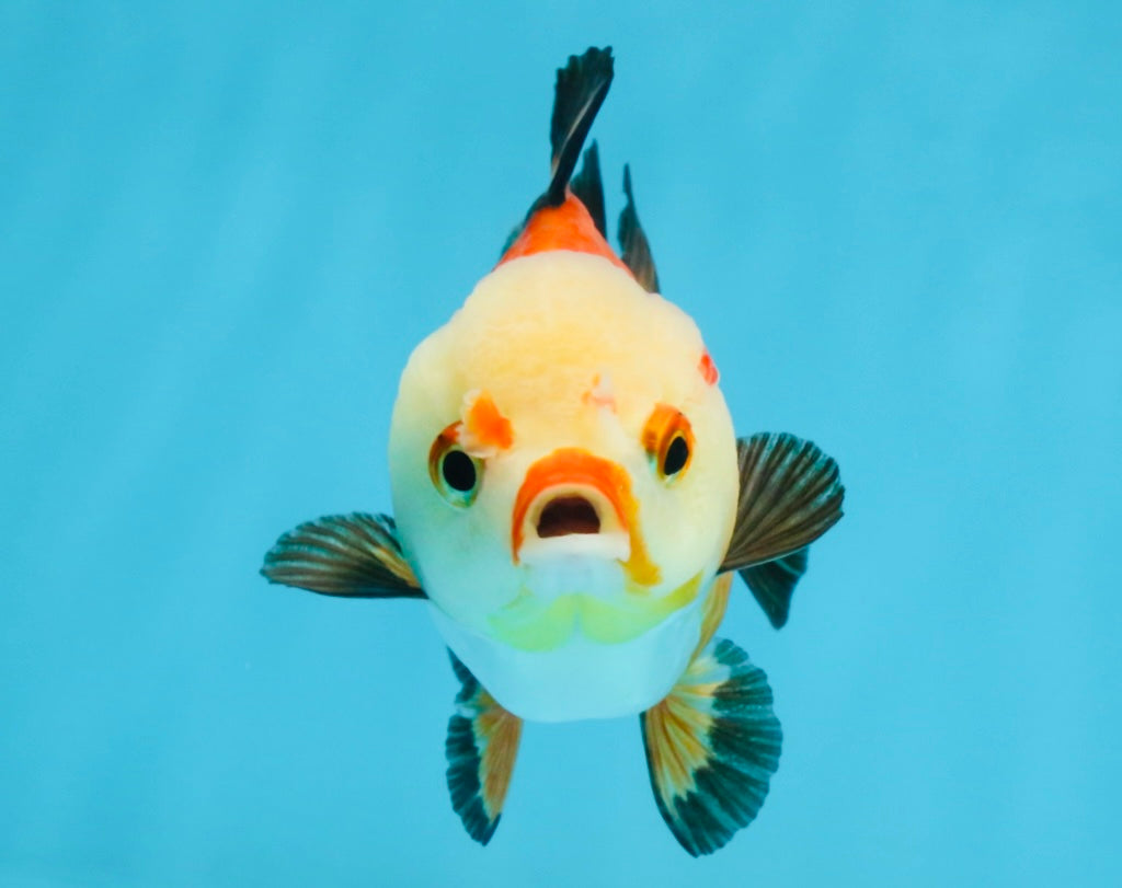 Tricolor Yuanbao Female 4 inches #111425YB_01