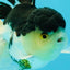 Panda Oranda Male 5 inches #031326OR_29