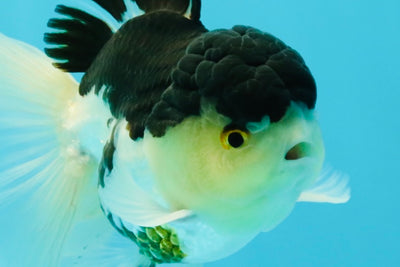 Panda Oranda Male 5 inches #031326OR_29