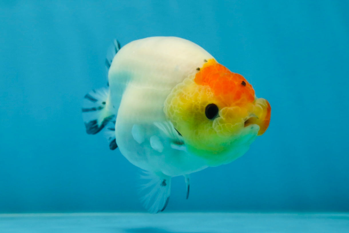 A Grade Sakura LionQueen 3.5-4 inches #051625LC_06