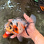 Marble Oranda Male 6.5 inches #071726OR_26