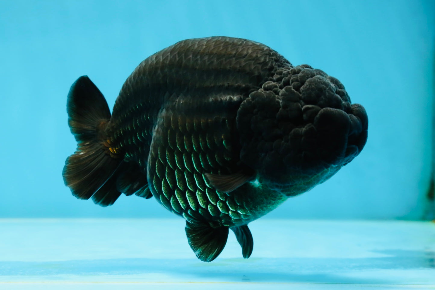 AAA Grade RARE Strong Body Structure Godzilla Black LionQueen 5 inches #051625LC_07