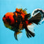 AAA Grade Special Tiger Oranda Female 6.5 inches #0913OR_19