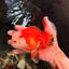 FLUFFY TAIL A Grade Apache Oranda Female 5.5-6 inches #041726OR_07