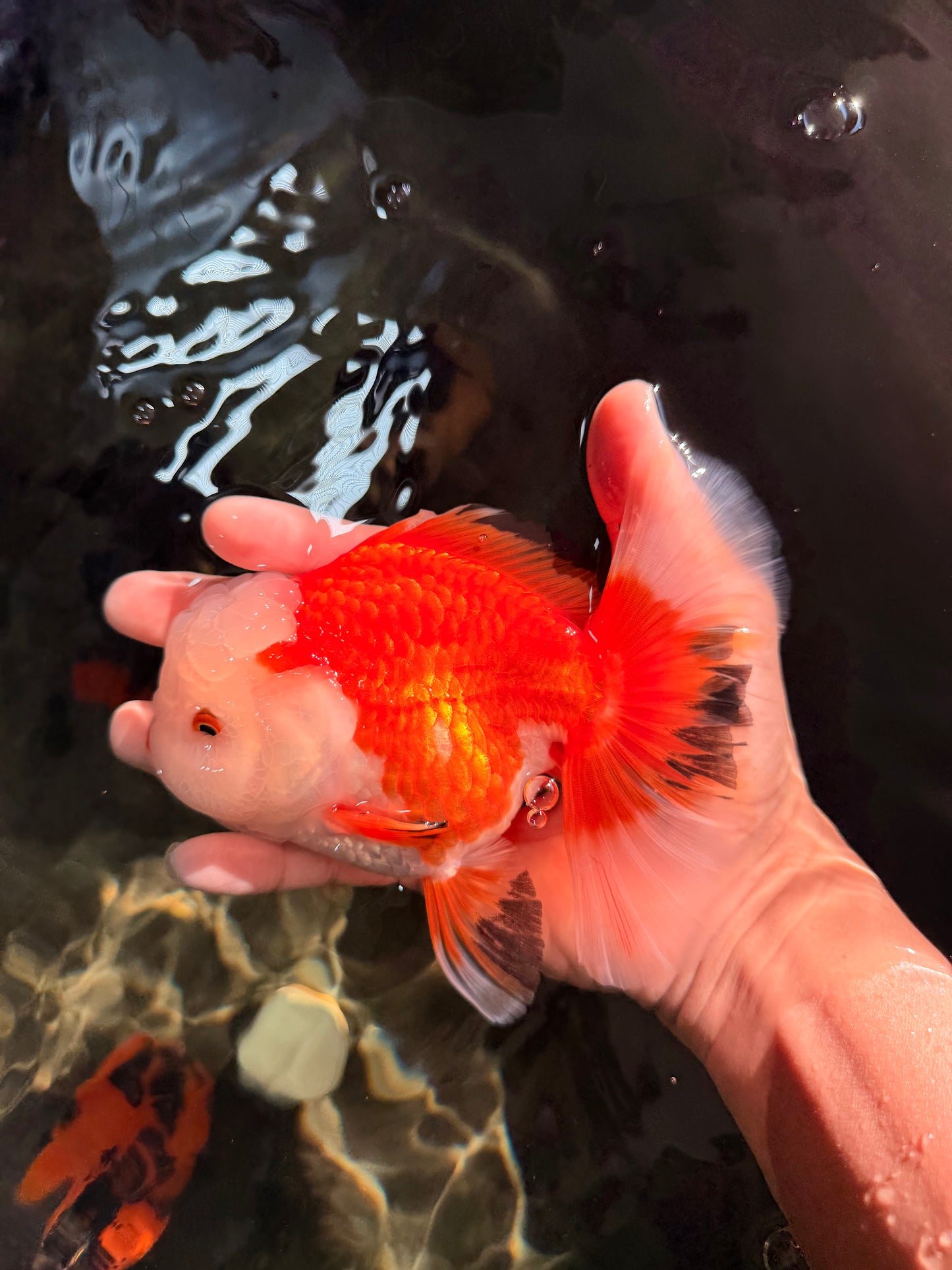 FLUFFY TAIL A Grade Apache Oranda Female 5.5-6 inches #041726OR_07