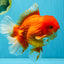 JUMBO A Grade Red White Oranda Male 7 inches #041026OR_03