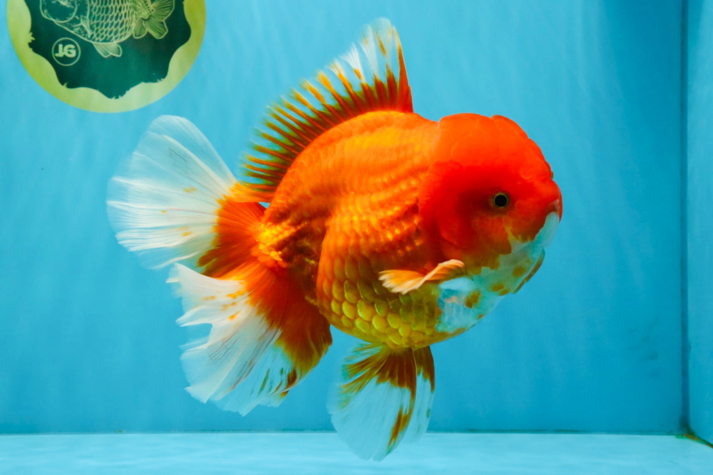 JUMBO A Grade Red White Oranda Male 7 inches #041026OR_03