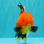 A Grade Apache Oranda Female 5 inches #100926OR_26