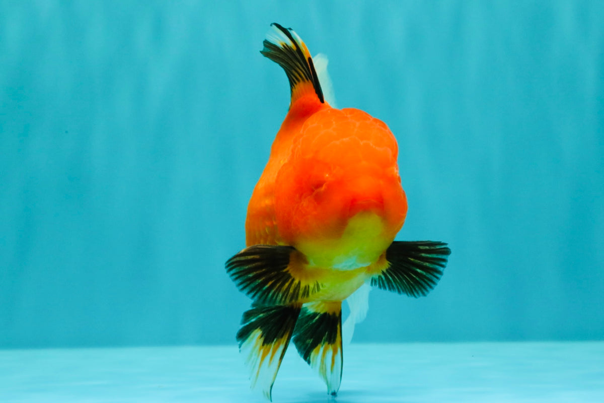 A Grade Apache Oranda Female 5 inches #100926OR_26