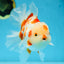 AAA Grade ADORABLE Red White Oranda Male 6 inches #090525OR_08