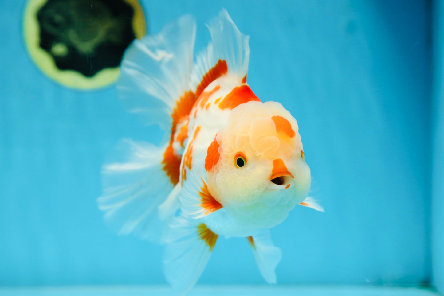AAA Grade ADORABLE Red White Oranda Male 6 inches #090525OR_08