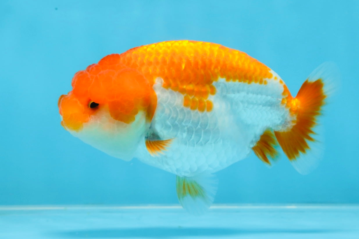 AAA Grade Red White LionQueen 4-4.5 inches #101725LC_04