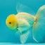 A Grade White Oranda Male 5-5.5 inches #081426OR_12