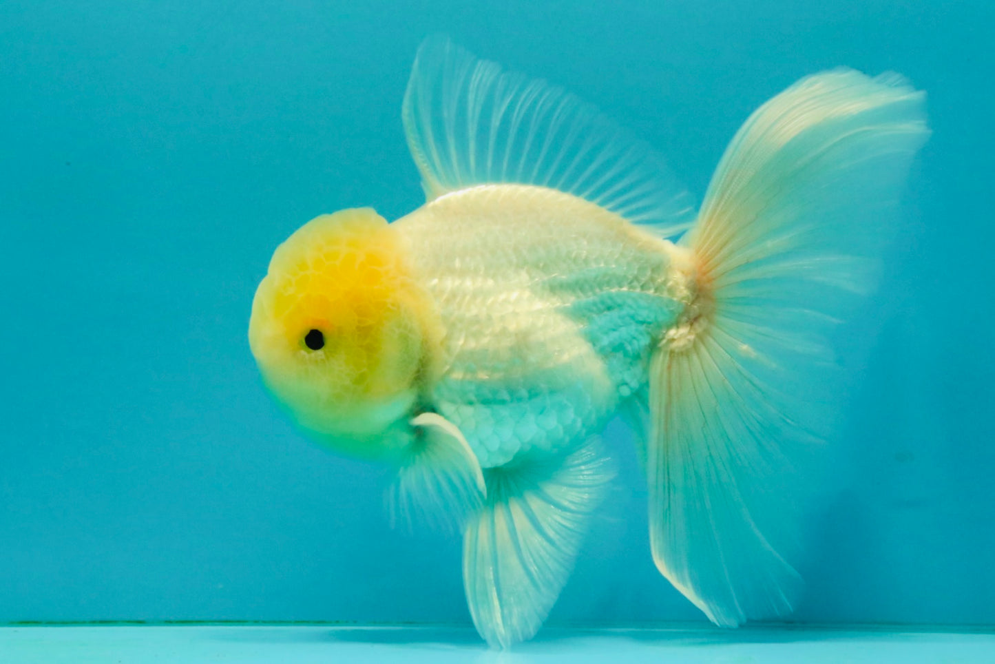 A Grade White Oranda Male 5-5.5 inches #081426OR_12