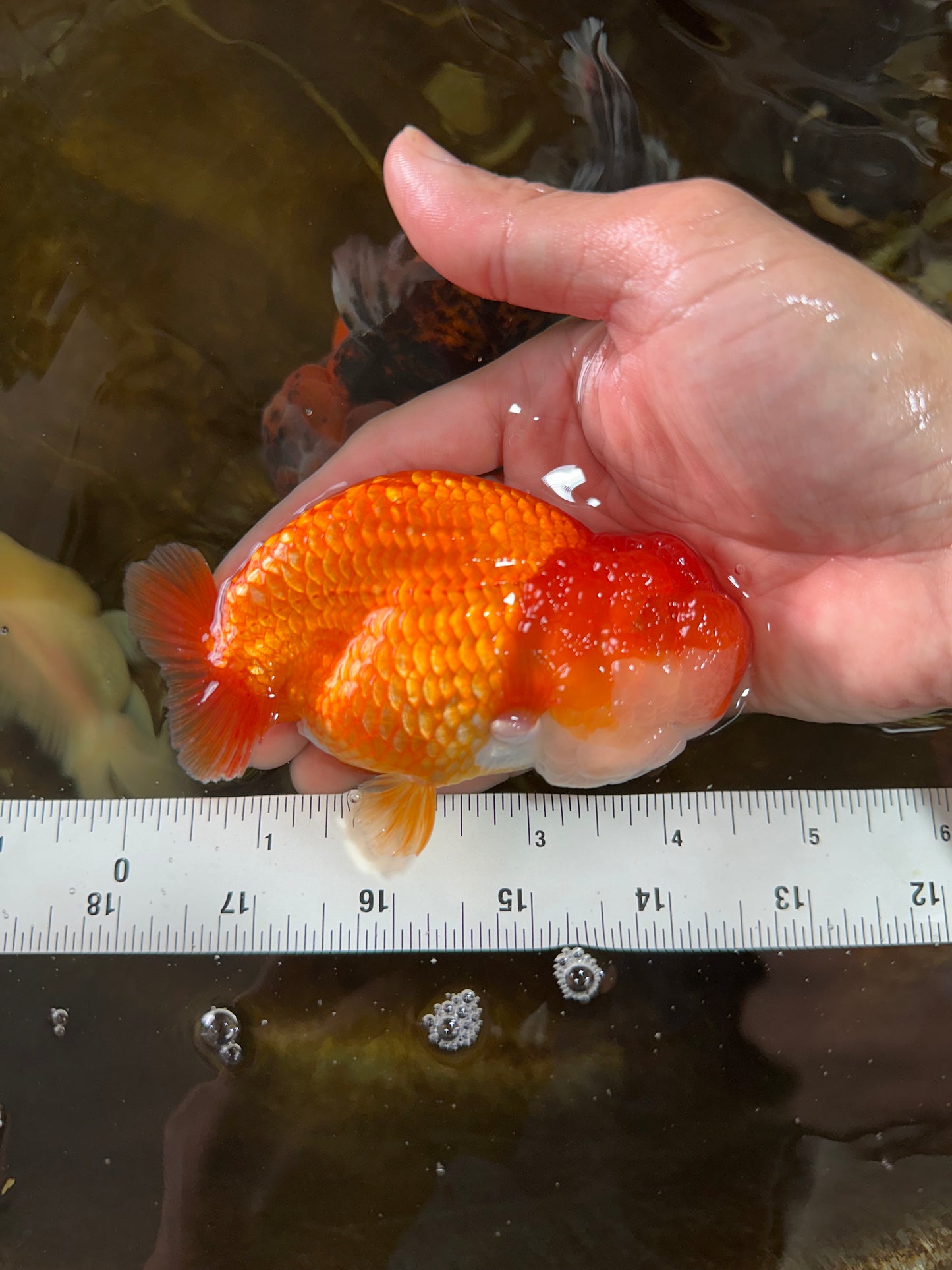 A Grade FLUFFY WEN Red White LionQueen 4.5 inches #072525LC_02