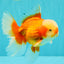 A Grade Red White Oranda Male 6 inches #100926OR_22