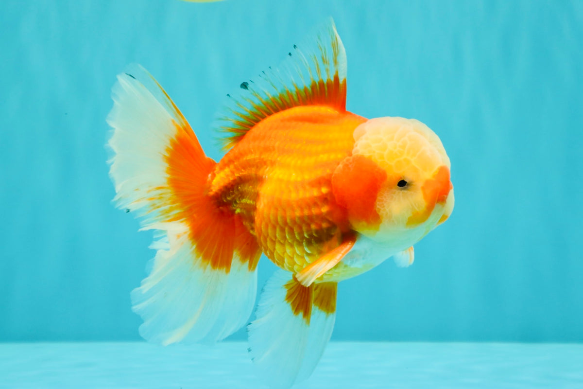 A Grade Red White Oranda Male 6 inches #100926OR_22
