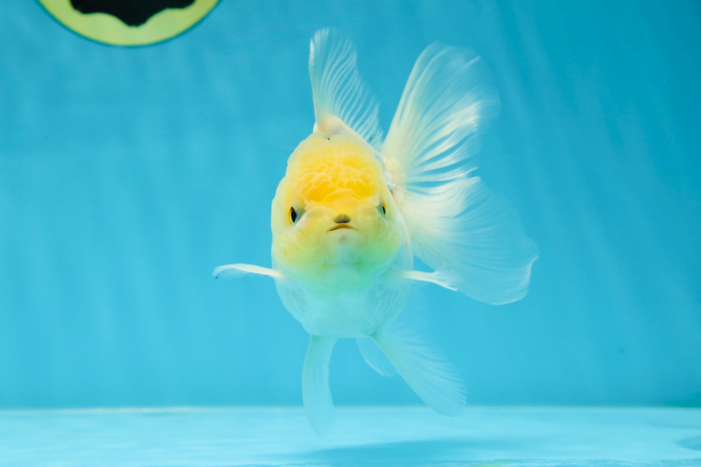 A Grade Puppy White Button Eyes Oranda Female 4.5-5 inches #050225OR_05