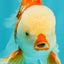 CHICKIE AAA Grade Red White Oranda Male 6 inches #072426OR_06
