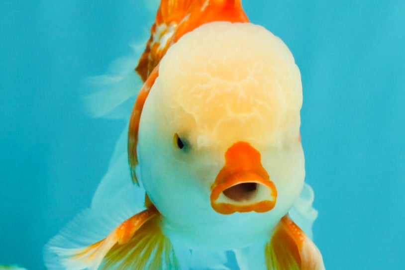 CHICKIE AAA Grade Red White Oranda Male 6 inches #072426OR_06