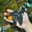 AAA Grade Batman Apache Oranda Male  5 inches #053025OR_16