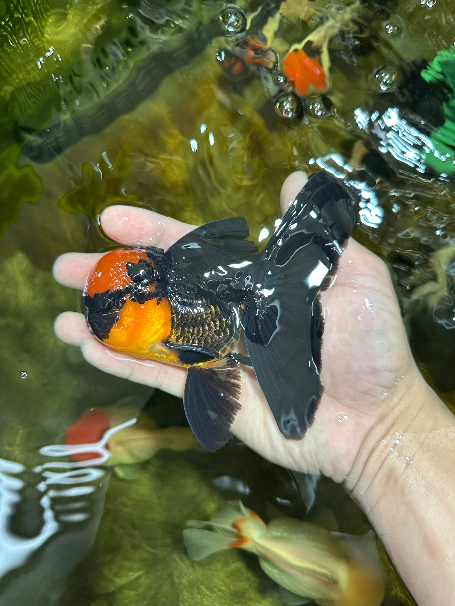 AAA Grade Batman Apache Oranda Male  5 inches #053025OR_16
