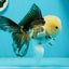 AAA Grade Lemonhead Panda Button Eyes Oranda Male 5.5-6 inches #1011OR_02