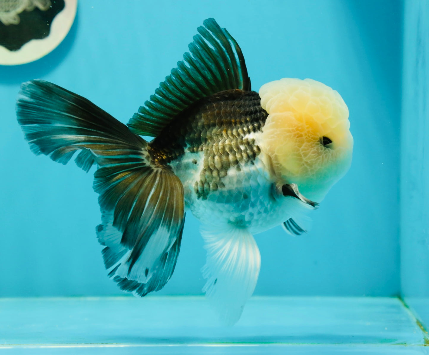 AAA Grade Lemonhead Panda Button Eyes Oranda Male 5.5-6 inches #1011OR_02