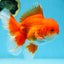 AAA Grade BEAUTY Red White Oranda Male 6 inches #082925OR_16