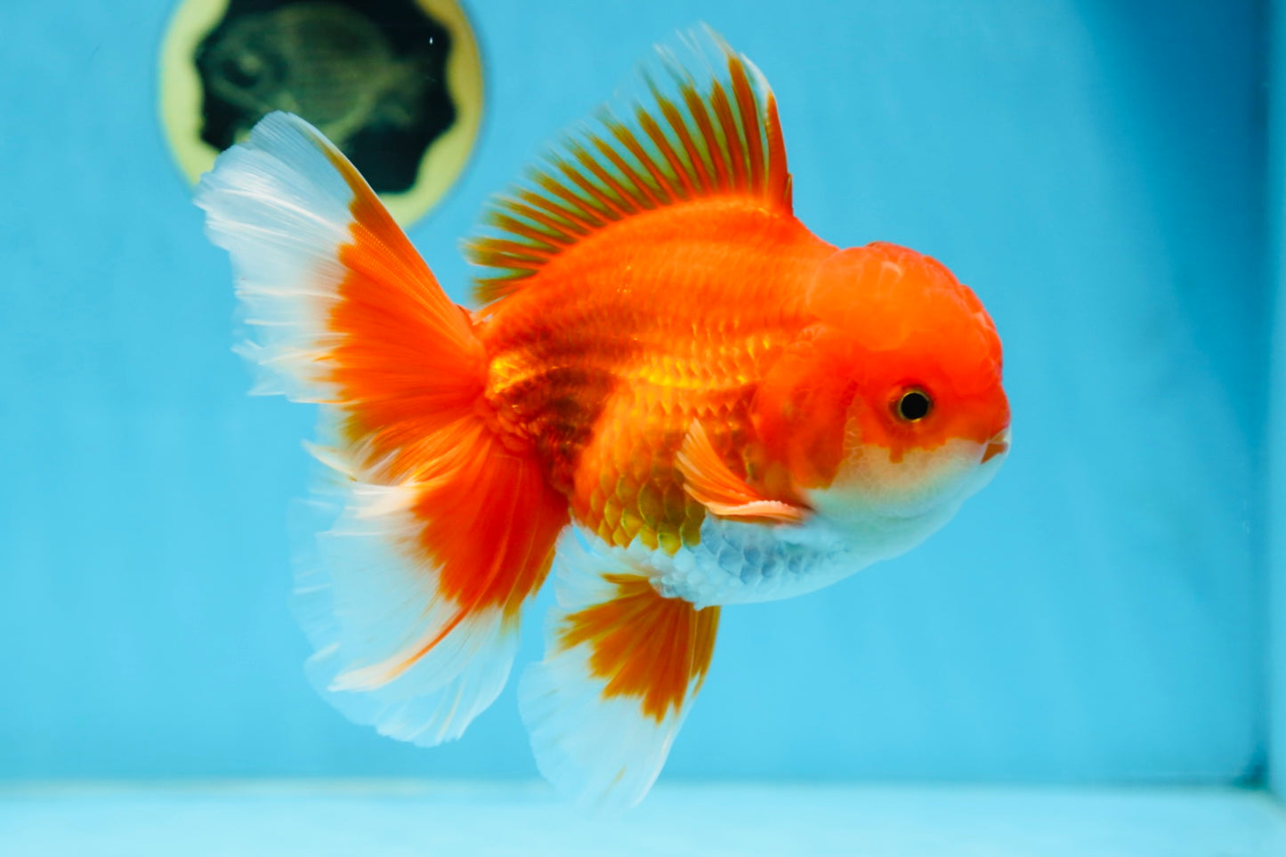 AAA Grade BEAUTY Red White Oranda Male 6 inches #082925OR_16