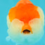 FLUFFY WEN A Grade Red White LionQueen Female 5 inches #051526LC_14