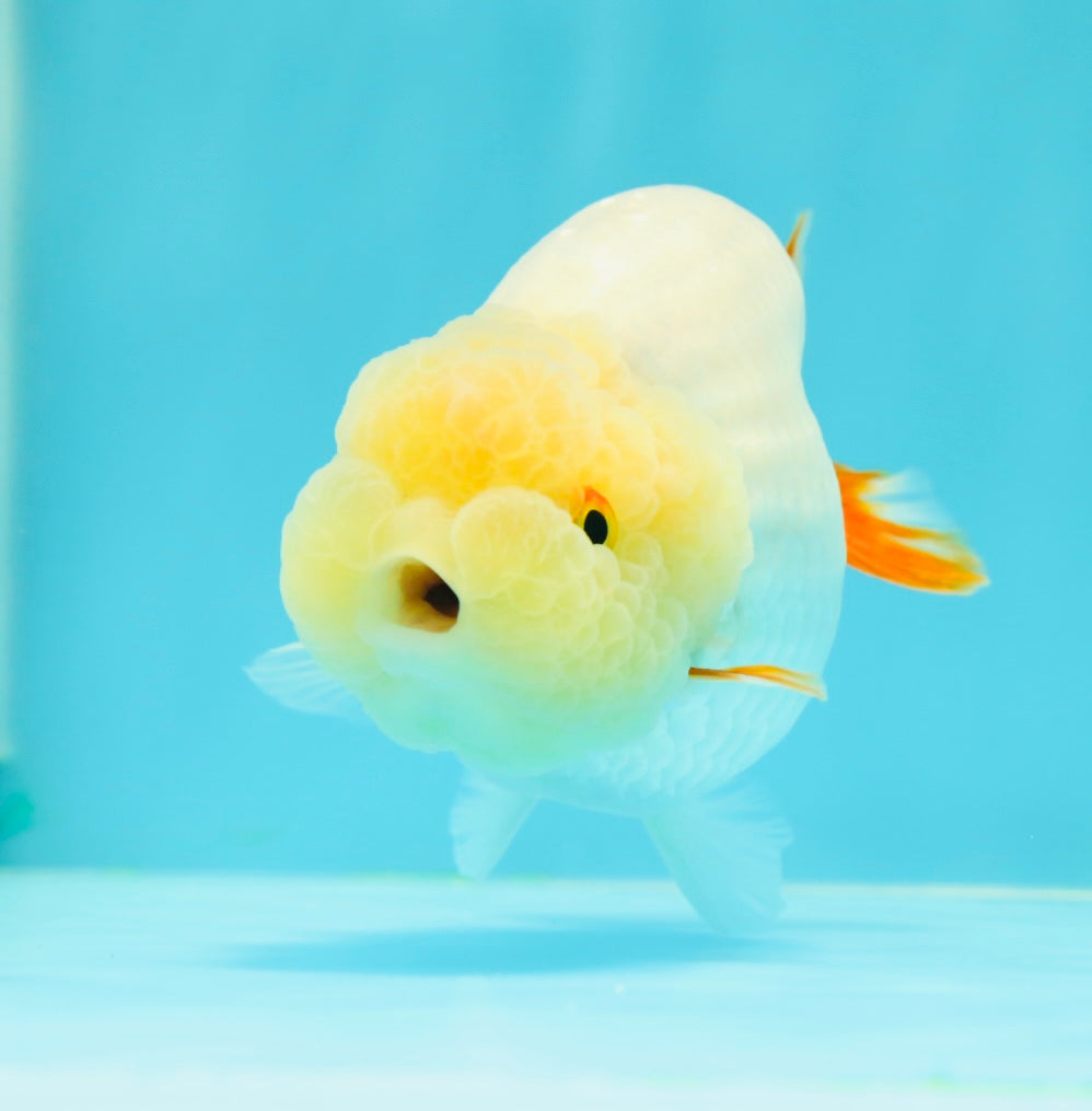 🍋 Lemonhead Lionchu Male 4-4.5 inches #0405LC_08