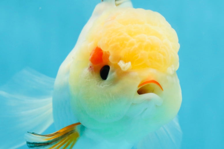 A Grade Tricolor Oranda Female 5 inches #050225OR_01