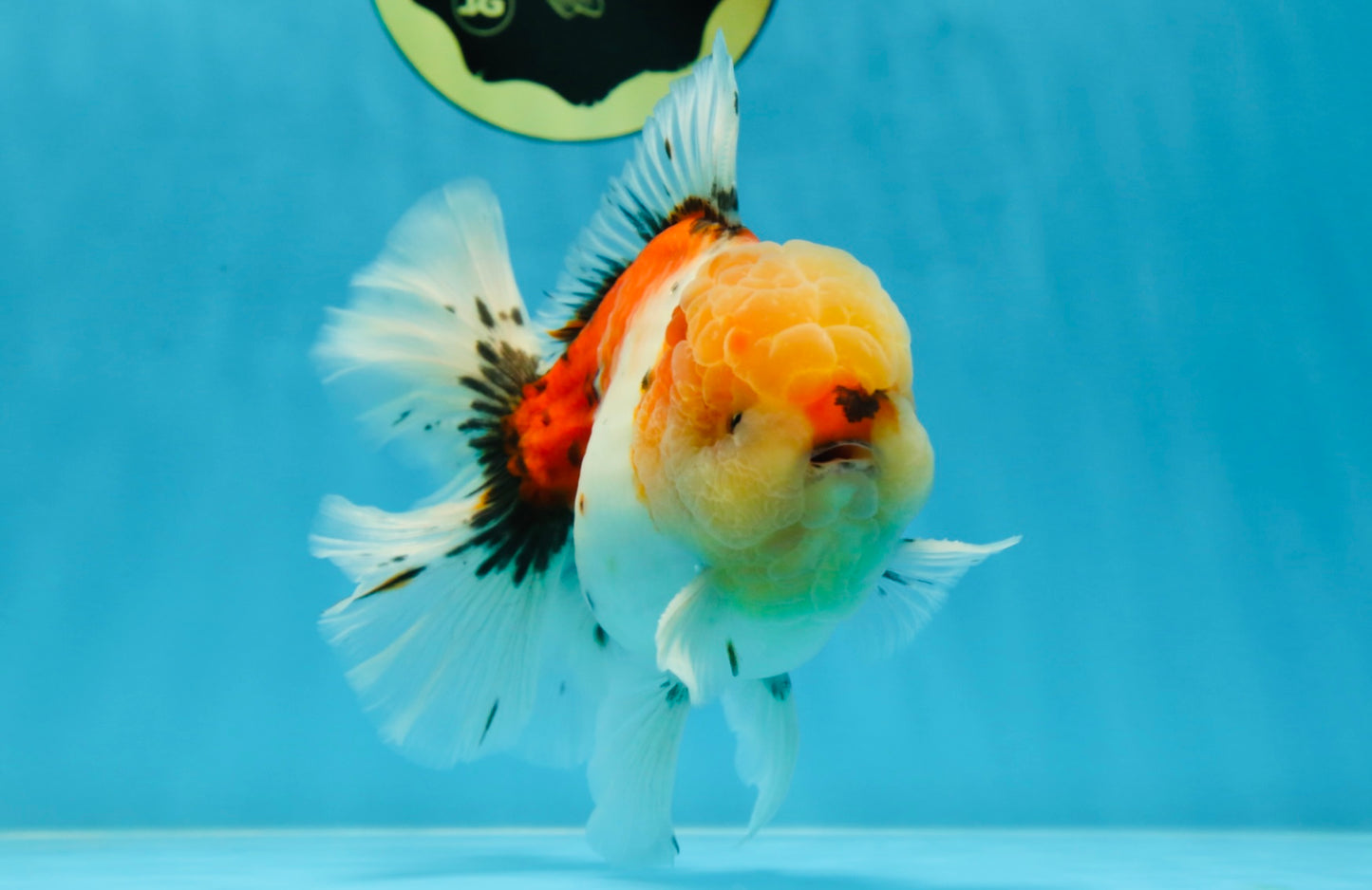 AAA BULL DOG Grade Godzilla Calico Sakura Button Eyes Oranda Male 5.5 inches #051625OR_19