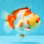 SUPER Cutie AAA Grade Red White Yuanbao Male 5 inches #032726YB_01