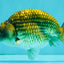 Black Copper Ranchu Female 5-5.5 inches #081426RC_24