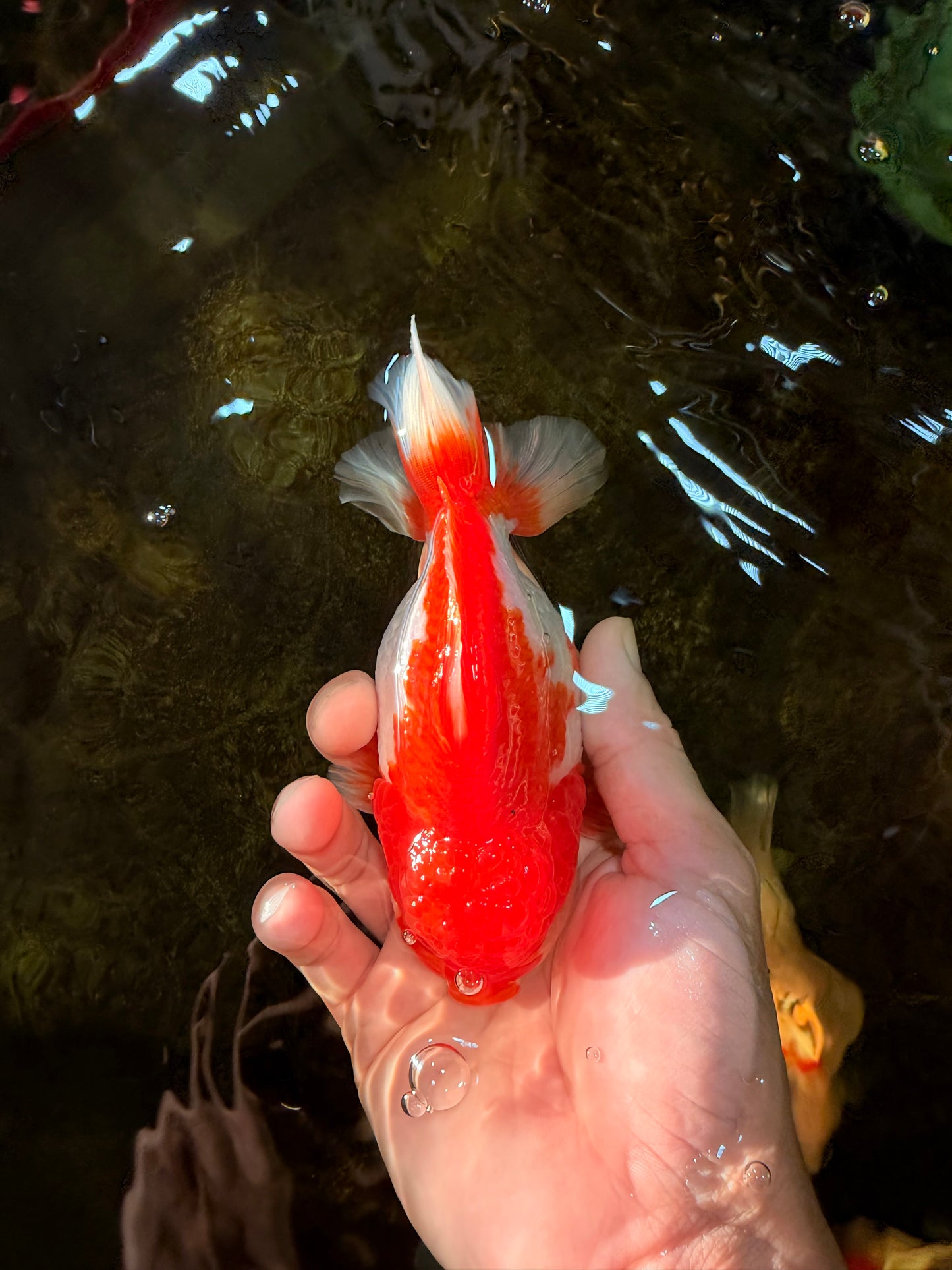 A Grade Red White Yuanbao Male 5-5.5 inches #101725YB_25