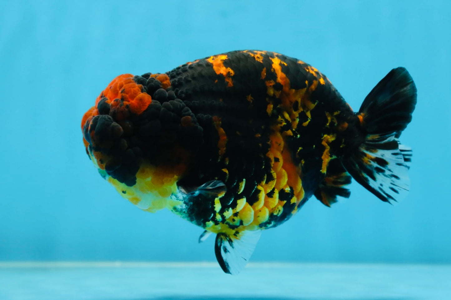 AAA Grade Tiger LionKing 5 inches #080825LC_23