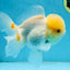A Grade White Oranda Female 6 inches #070425OR_19