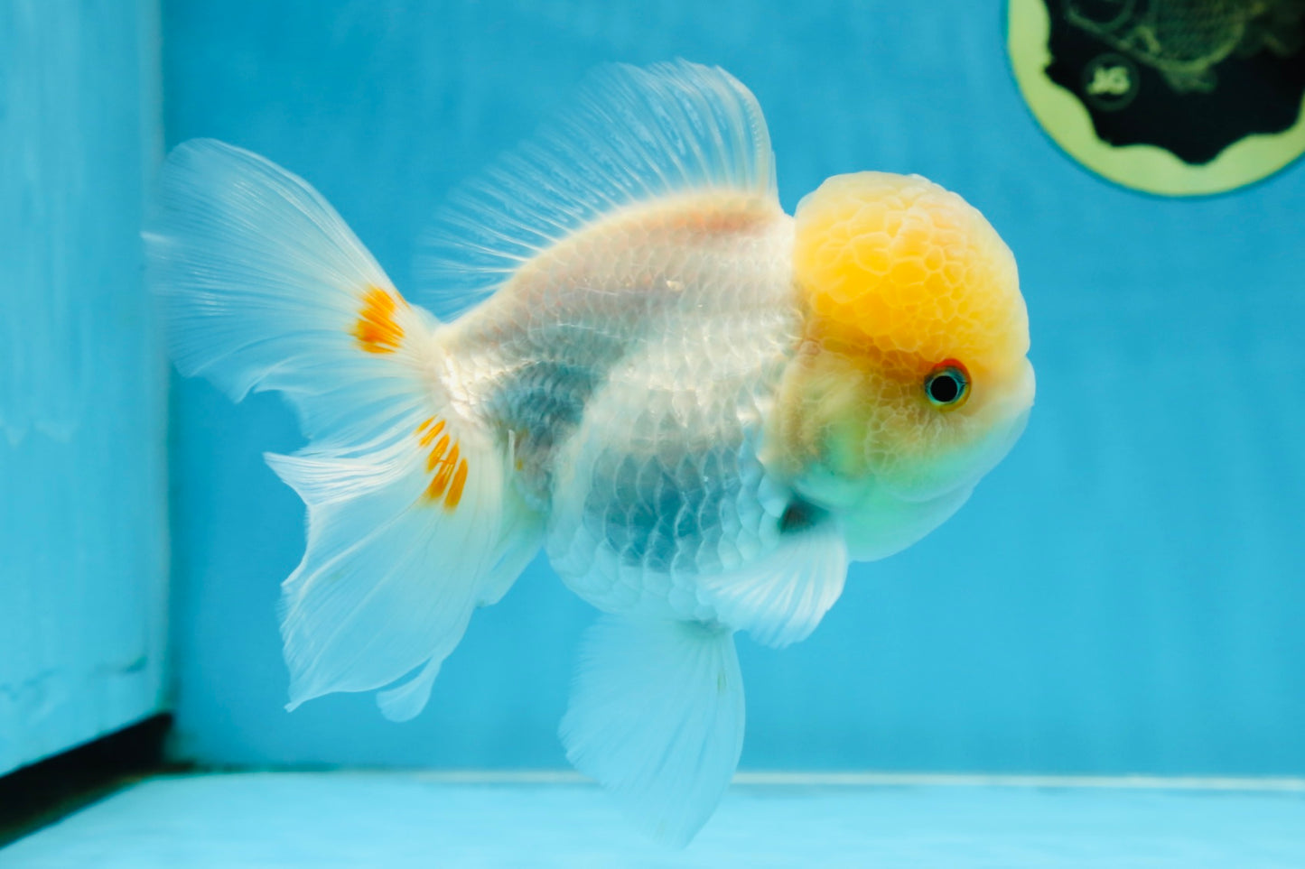 A Grade White Oranda Female 6 inches #070425OR_19