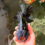 AAA Grade Godzilla Black Oranda Male 6.5 inches #032726OR_08