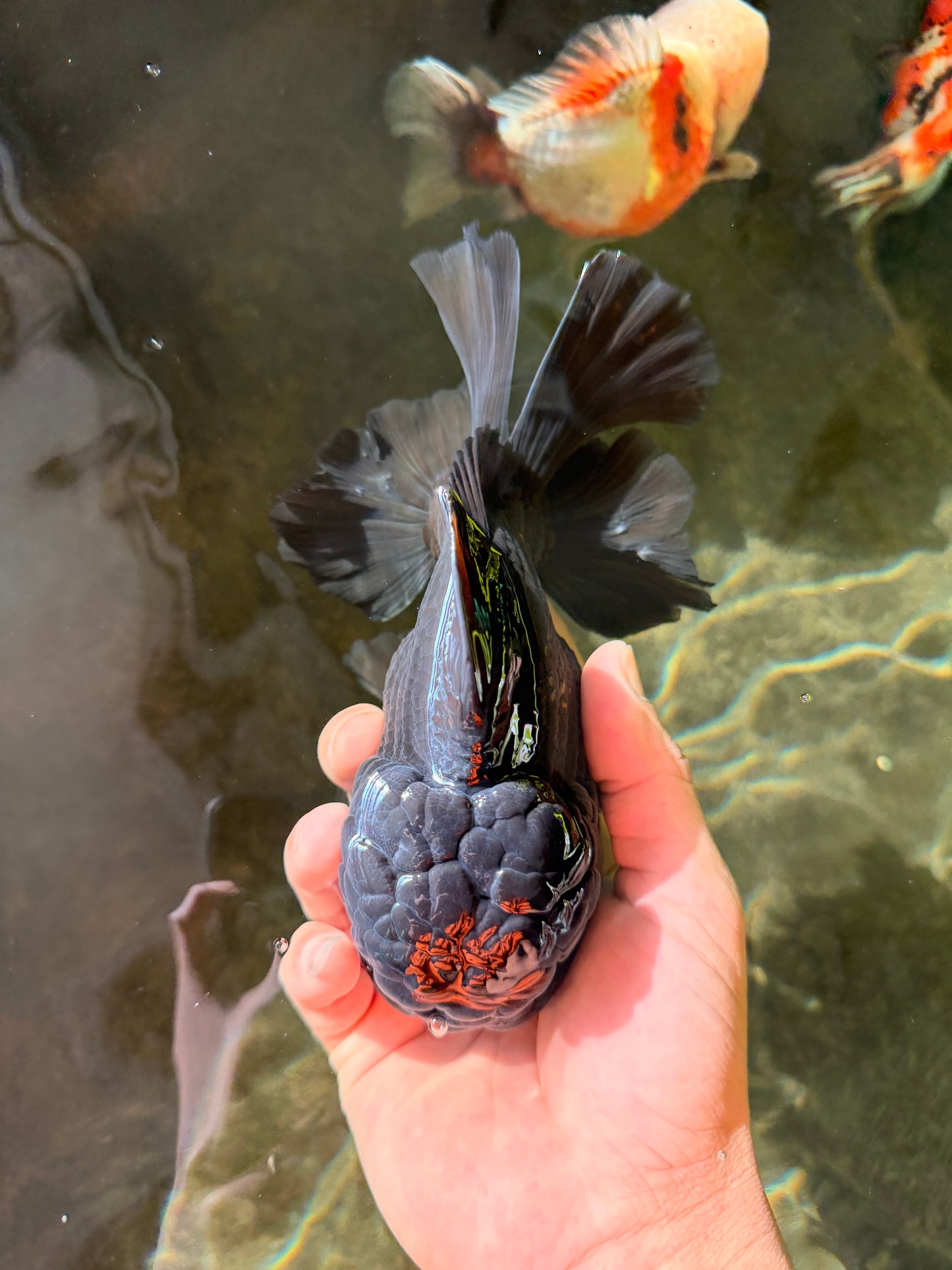 AAA Grade Godzilla Black Oranda Male 6.5 inches #032726OR_08