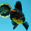 A Grade Apache Oranda Male 5 inches #081525OR_22